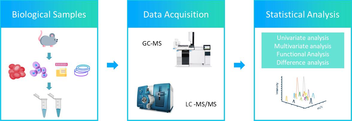 Fig1. The workflow of mouse lipidomics service.