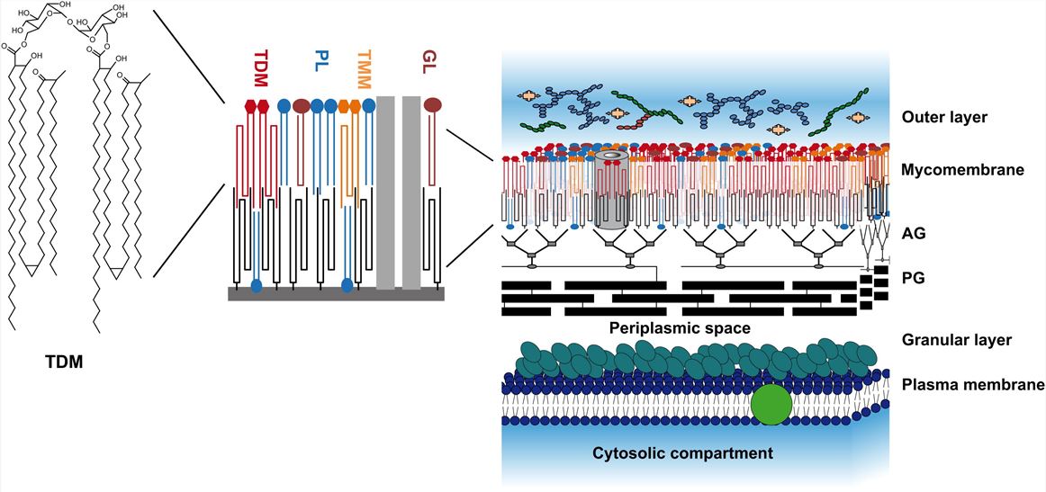 Model of the Mycobacterial Cell Wall