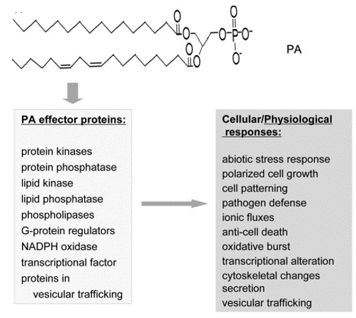 PA structure, its targets, and cellular effects