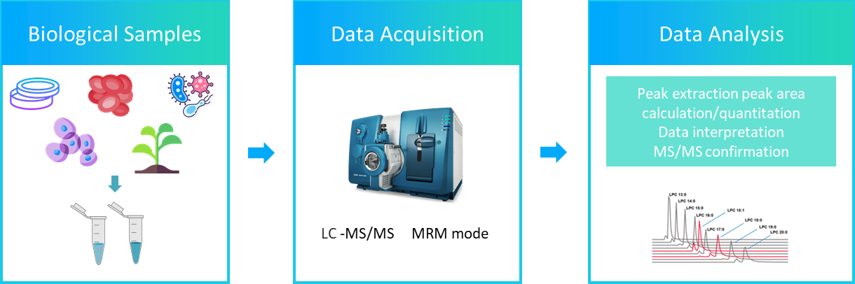 The workflow of phosphatidic acid analysis service