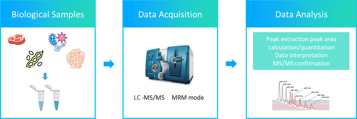 The workflow of phosphatidylcholine analysis service.