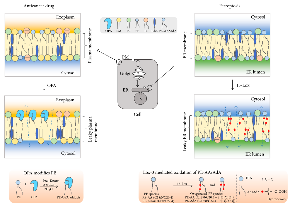 PE in cancer and ferroptosis