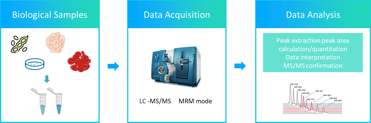 The workflow of phosphatidylethanolamine analysis service.