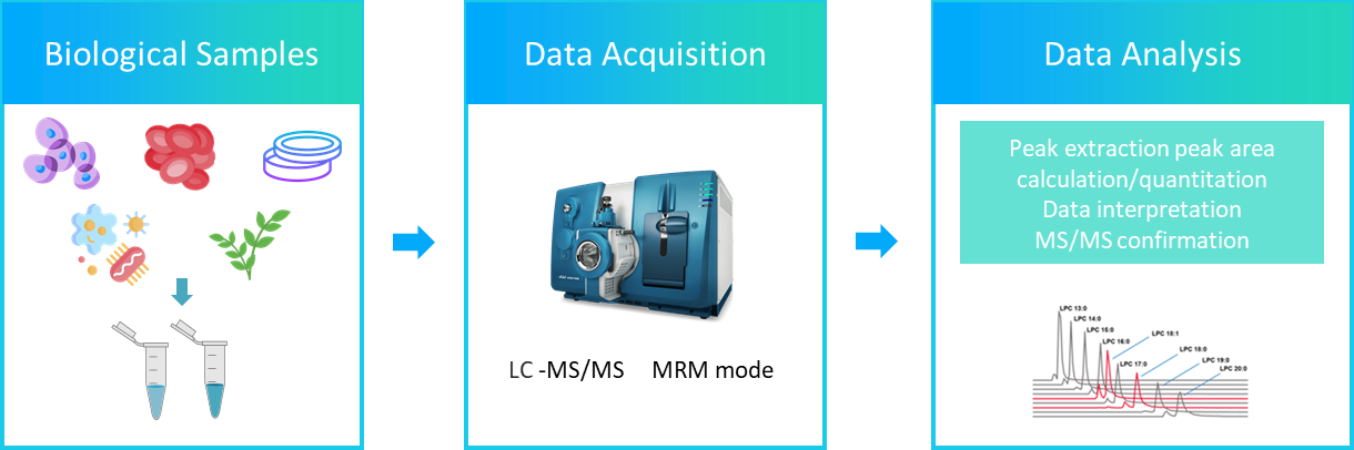 The workflow of phosphatidylglycerol analysis service