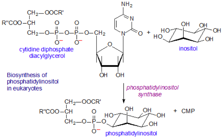 phosphatidylinositol