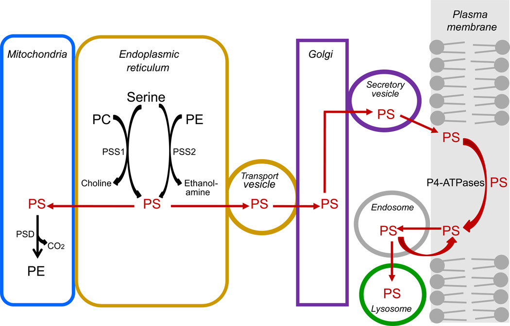 Intracellular transport of PS