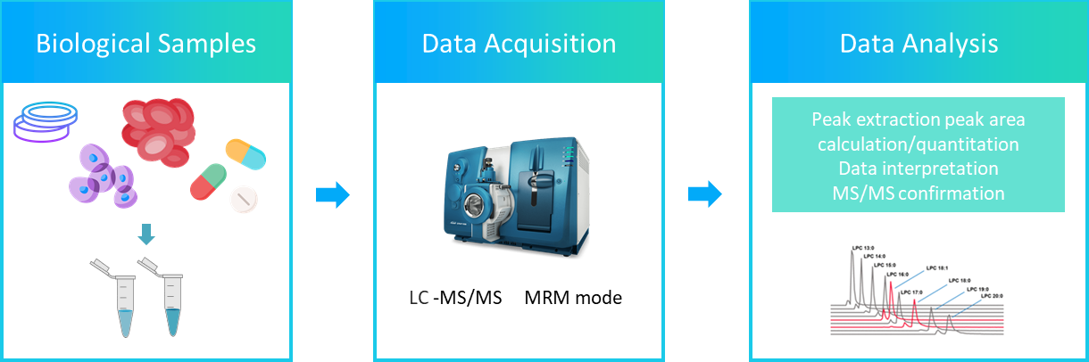 The workflow of phosphatidylserine analysis service