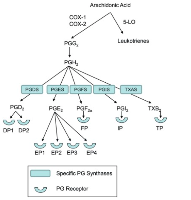 Synthesis of prostaglandins