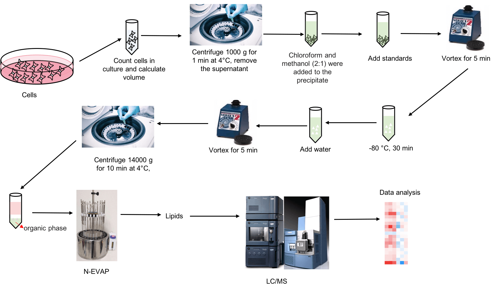 The workflow of protectins d1 targeted lipidomics