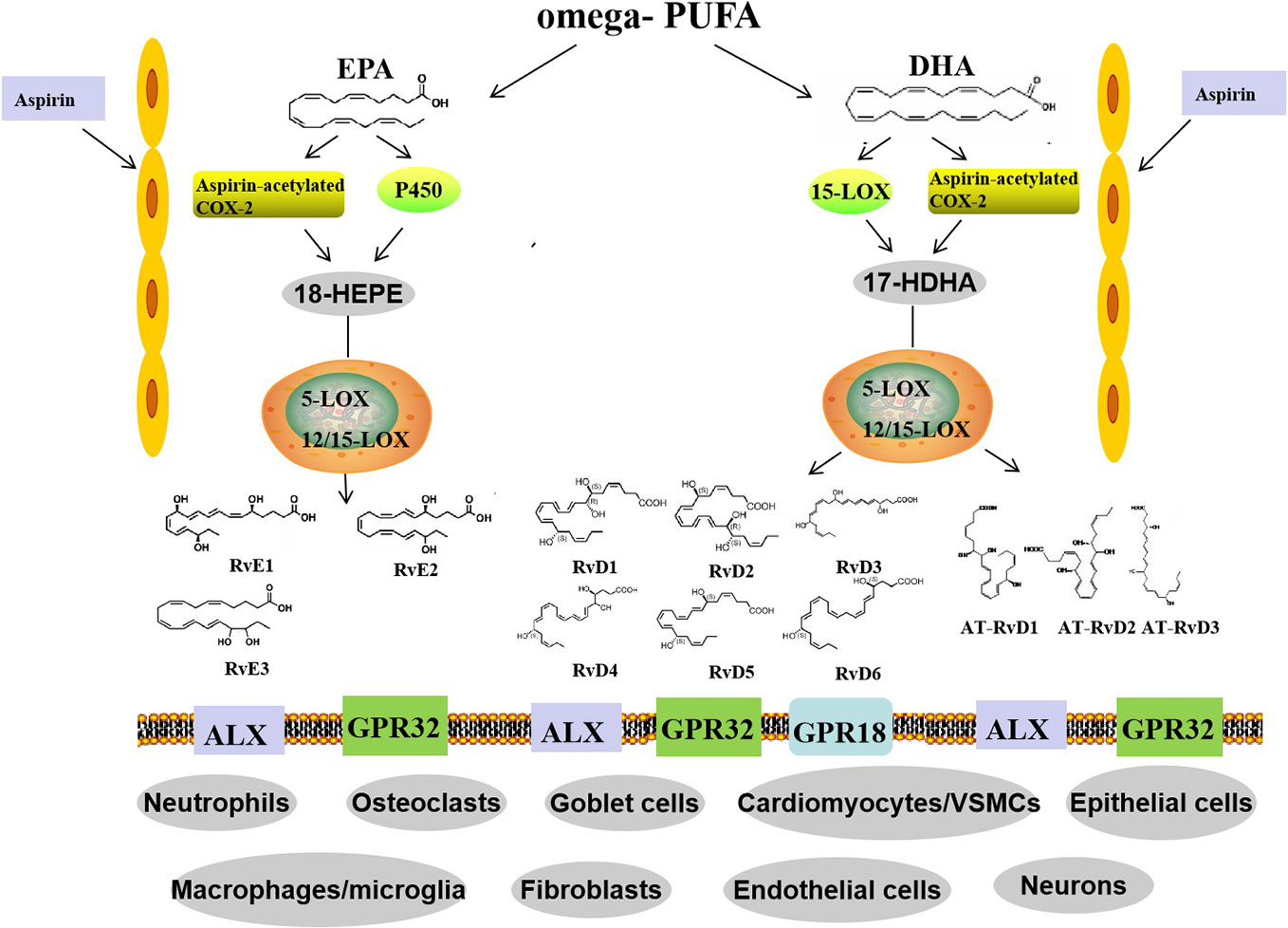 Biosynthetic routes and classification of resolvins