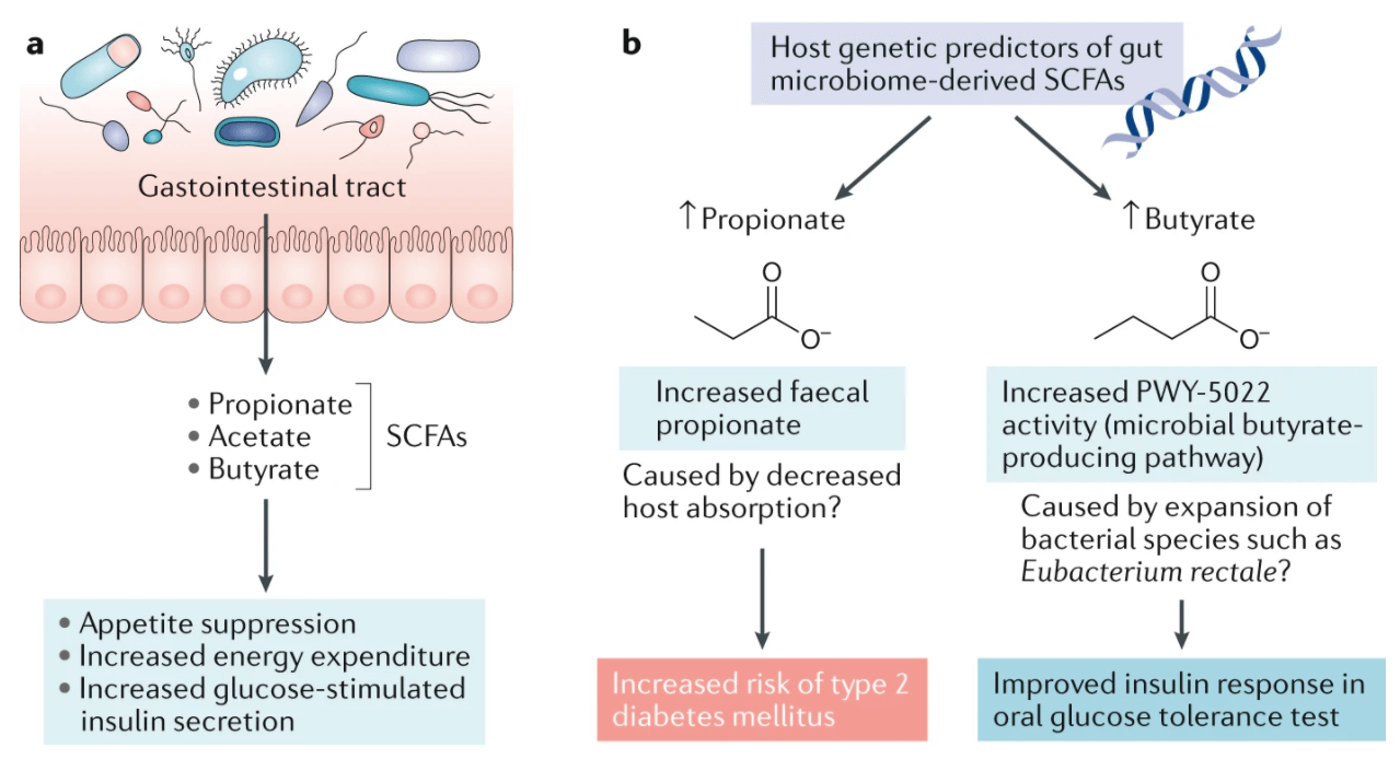 Gut microbial short-chain fatty acids and the risk of diabetes