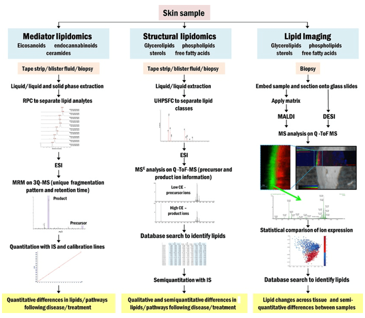 The workflow of skin untargeted lipidomics.