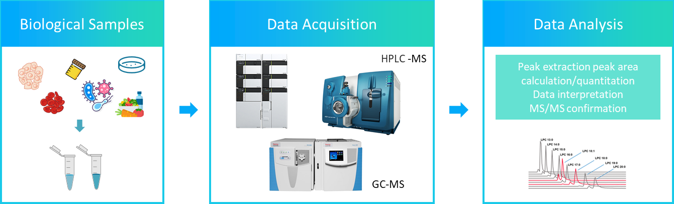 The workflow of sphingolipids analysis service