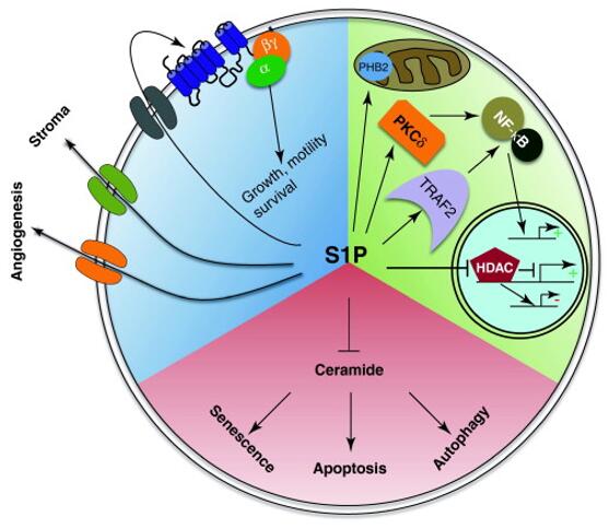 Intracellular and extracellular actions of S1P