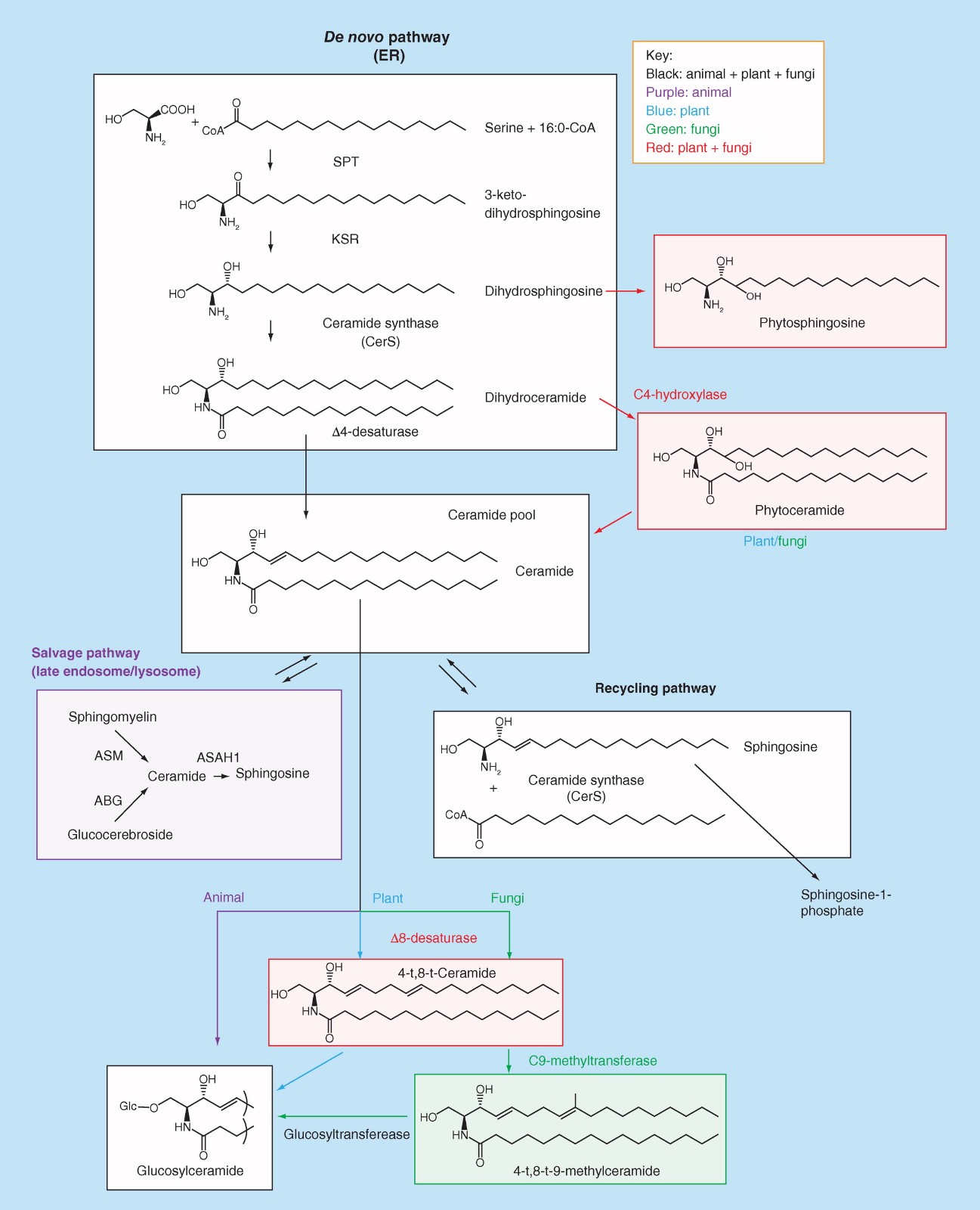 Biosynthesis of long chain bases in sphingolipids