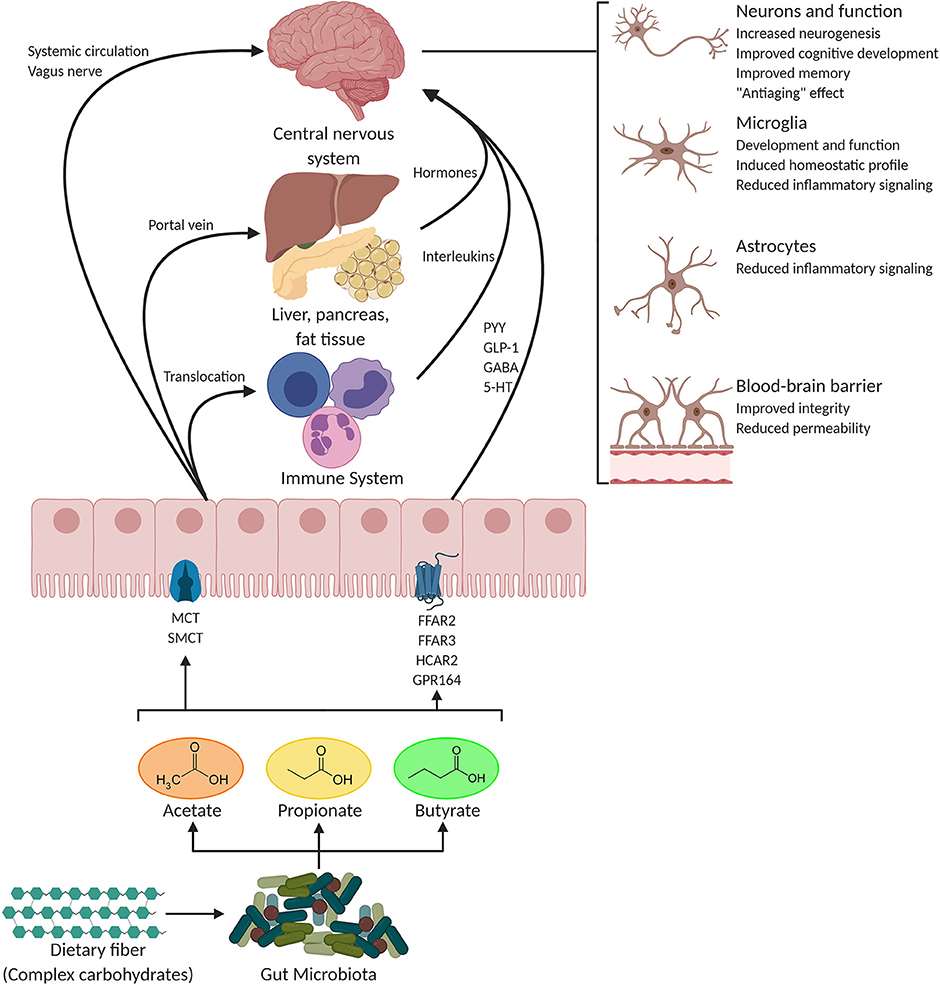 Potential pathways through which SCFAs influence gut-brain communication
