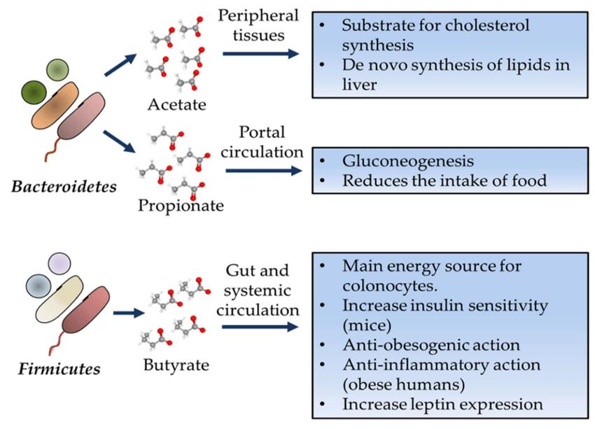 Functions of short-chain fatty acids (SCFAs) in the human body