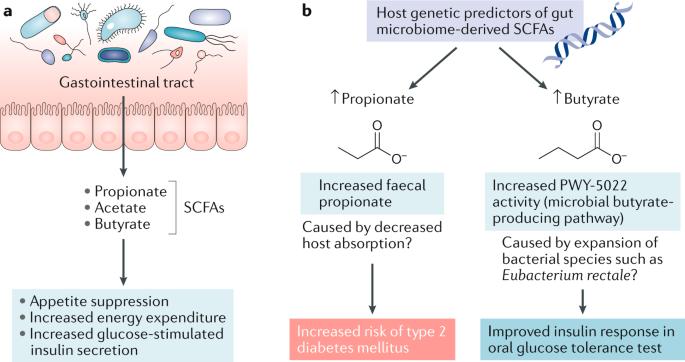Host genetics, gut microbiota SCFAs and risk of diabetes