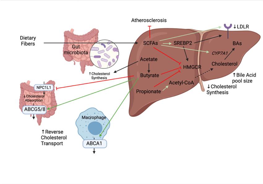 Mechanisms linking the anti-atherosclerotic activity of short-chain fatty acids (SCFAs) and cholesterol transport and synthesis in the intestine and liver