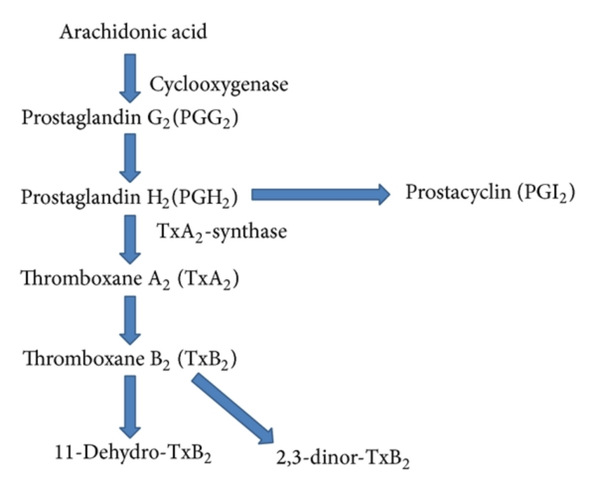 Thromboxane biosynthesis pathway