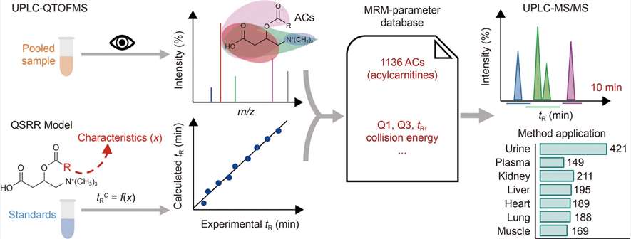 High-throughput acylcarnitine profiling using UHPLC-MS/MS within 10 minutes.