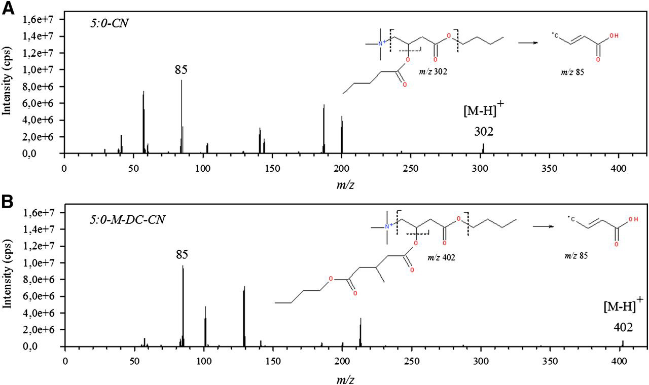 Product ion spectra and proposed fragmentation patterns for valeryl-carnitine (C5:0-CN) (A) and 3-methylglutaryl-carnitine (C5-M-DC-CN) (B).