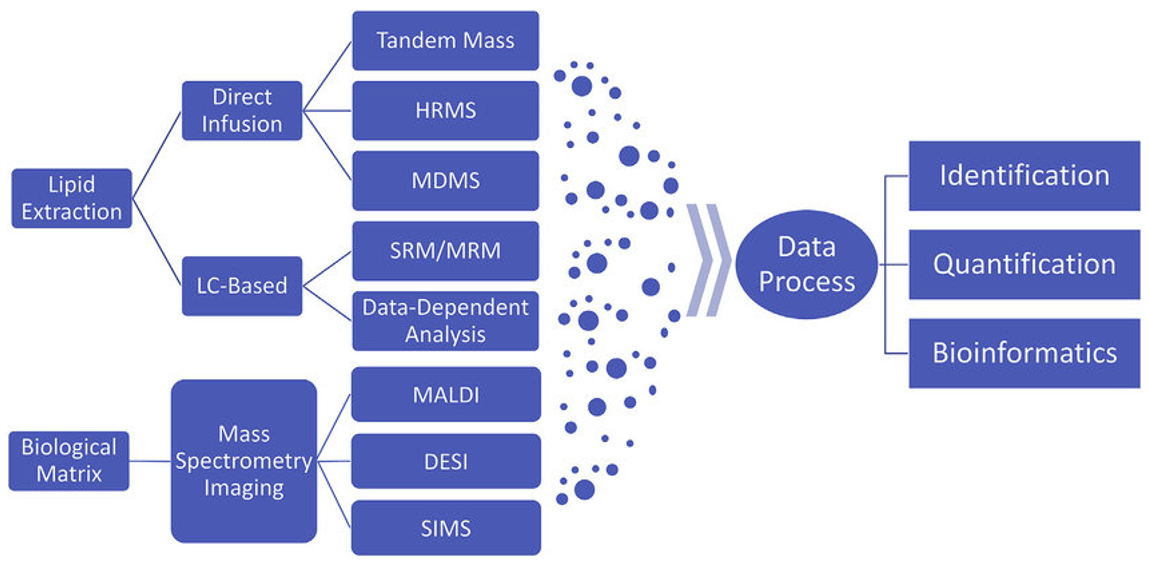 A typical workflow of mass spectrometry-based lipidomics