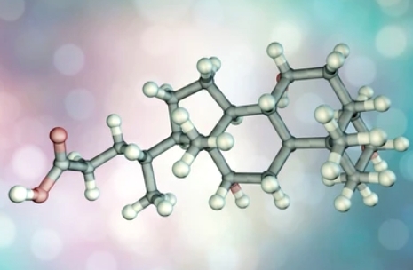 Bile Acid: A Comprehensive Exploration of Function and Metabolism