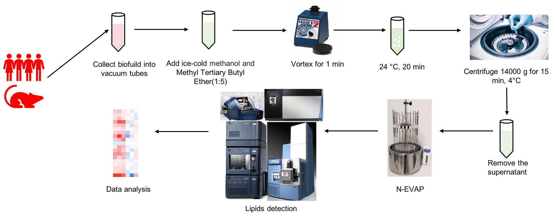 The workflow of biofuild untargeted lipidomics analysis service.