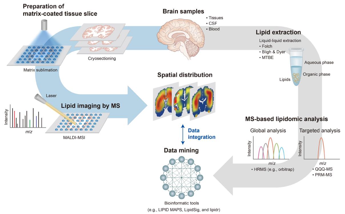 Workflow for Brain Lipidomics Analysis