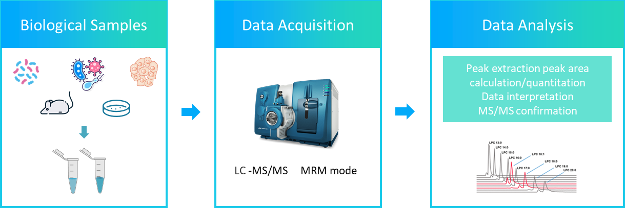 The workflow of branched chain fatty acids analysis service.