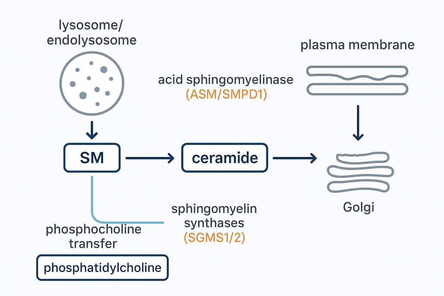 Schematic of sphingomyelin–ceramide interconversion via sphingomyelinases and sphingomyelin synthases across lysosome, Golgi, and plasma membrane compartments.