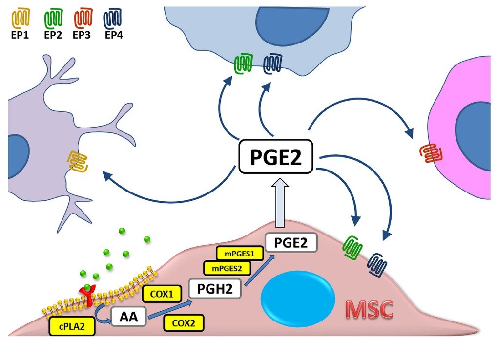 Schematic presentation of prostaglandin E2 (PGE2) biosynthesis in a mesenchymal stromal cell (MSC).