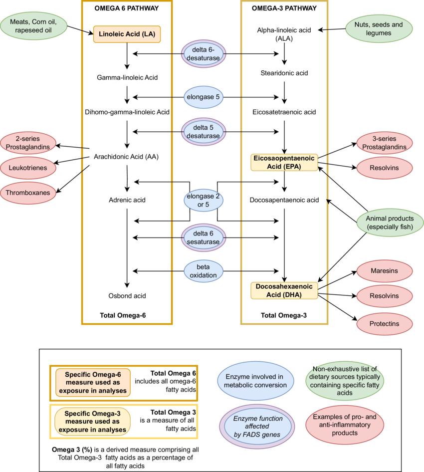 Overview of omega-3 and omega-6 fatty acid metabolism