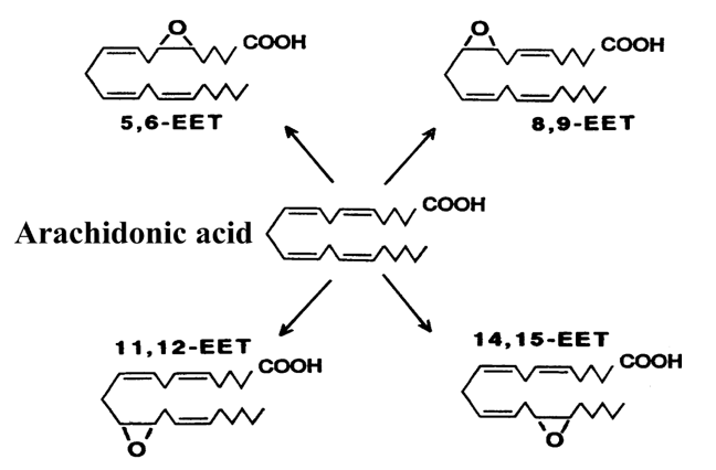 EET regioisomers synthesized from arachidonic acid by CYP epoxygenases