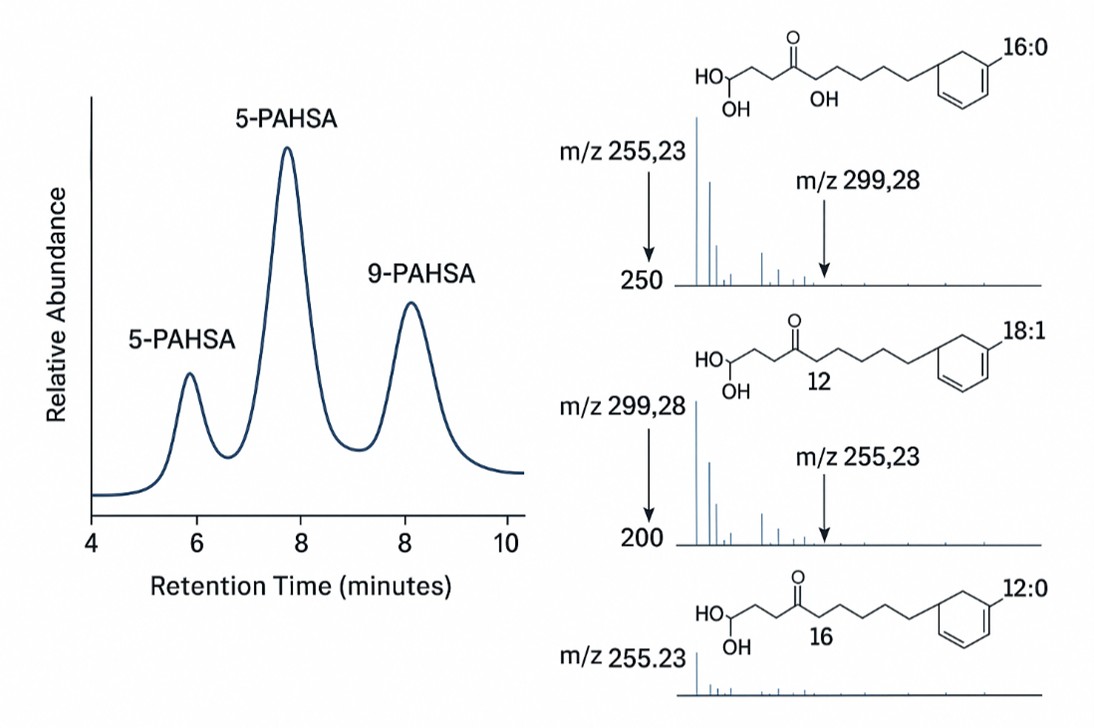 Chromatogram of three PAHSA isomers with annotated MS/MS spectra displaying key fragment ions for structural confirmation.