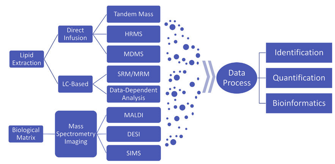 A typical workflow of mass spectrometry-based lipidomics