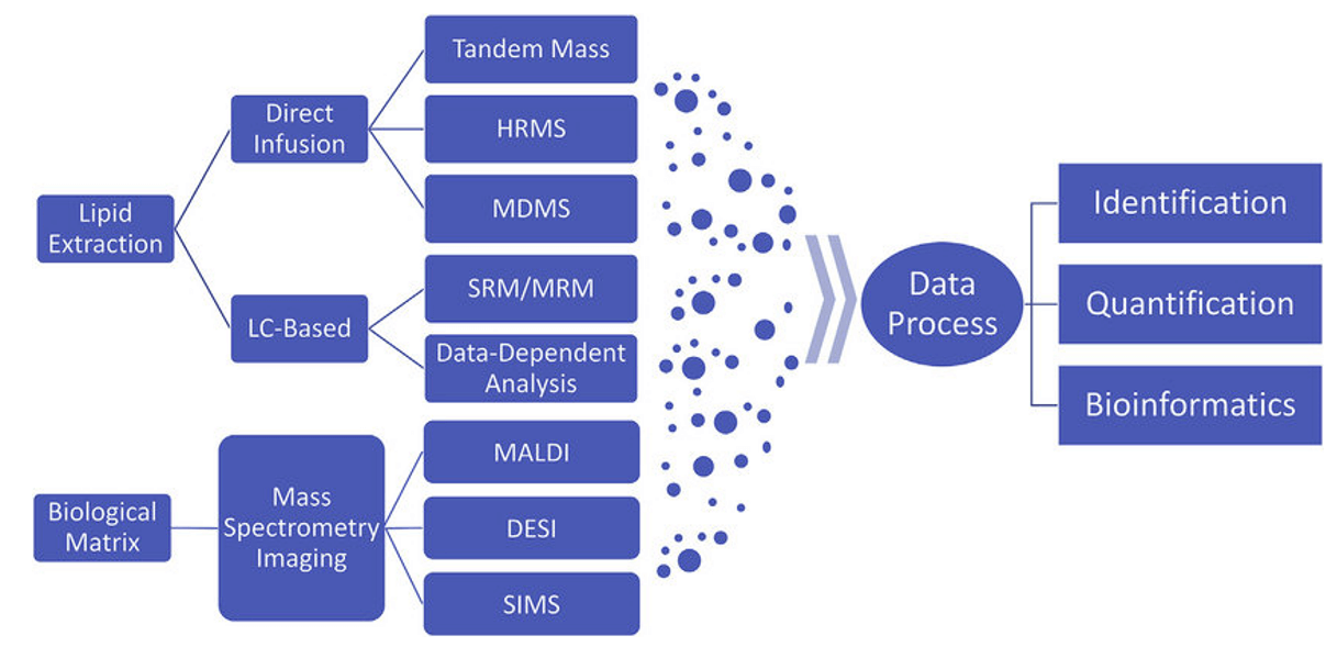 A typical workflow of mass spectrometry-based lipidomics