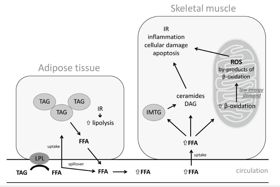 A schematic view of obesity-associated, fatty acid-induced insulin resistance and metabolic dysfunction in skeletal muscle.