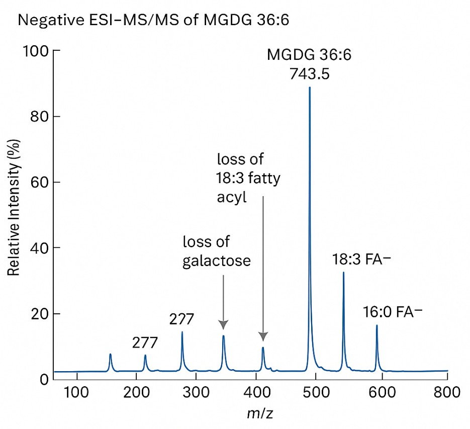 MS/MS spectrum of MGDG 36:6 showing the precursor ion at m/z 743.5 and key fragment ions corresponding to galactose loss and fatty acyl fragments.