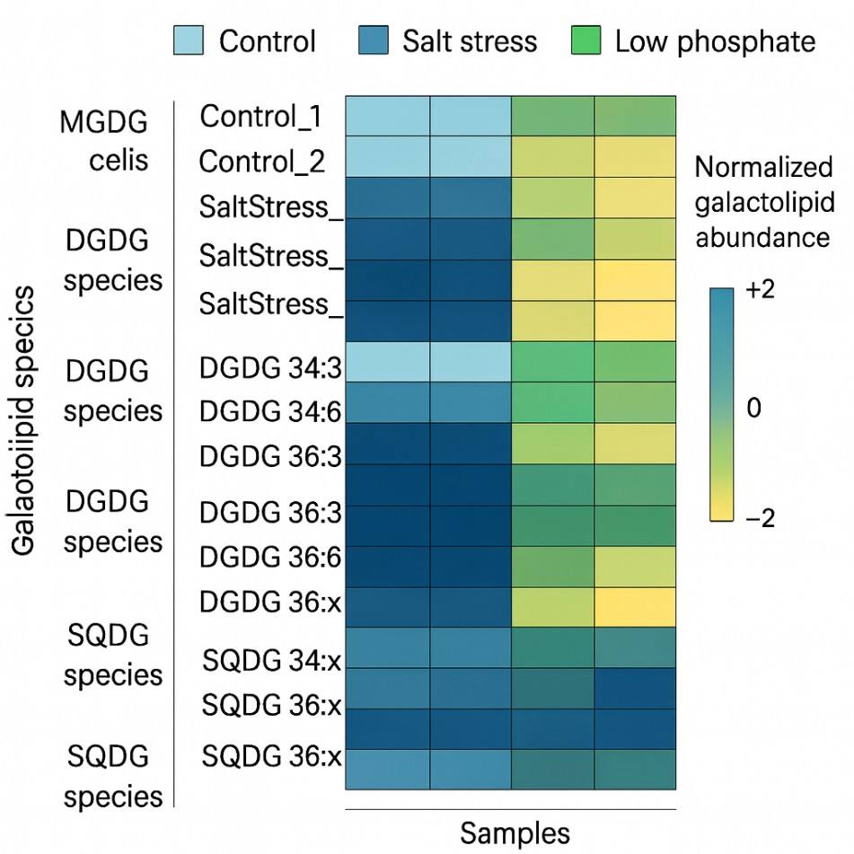 Heatmap of MGDG and DGDG species showing treatment-dependent galactolipid remodeling.