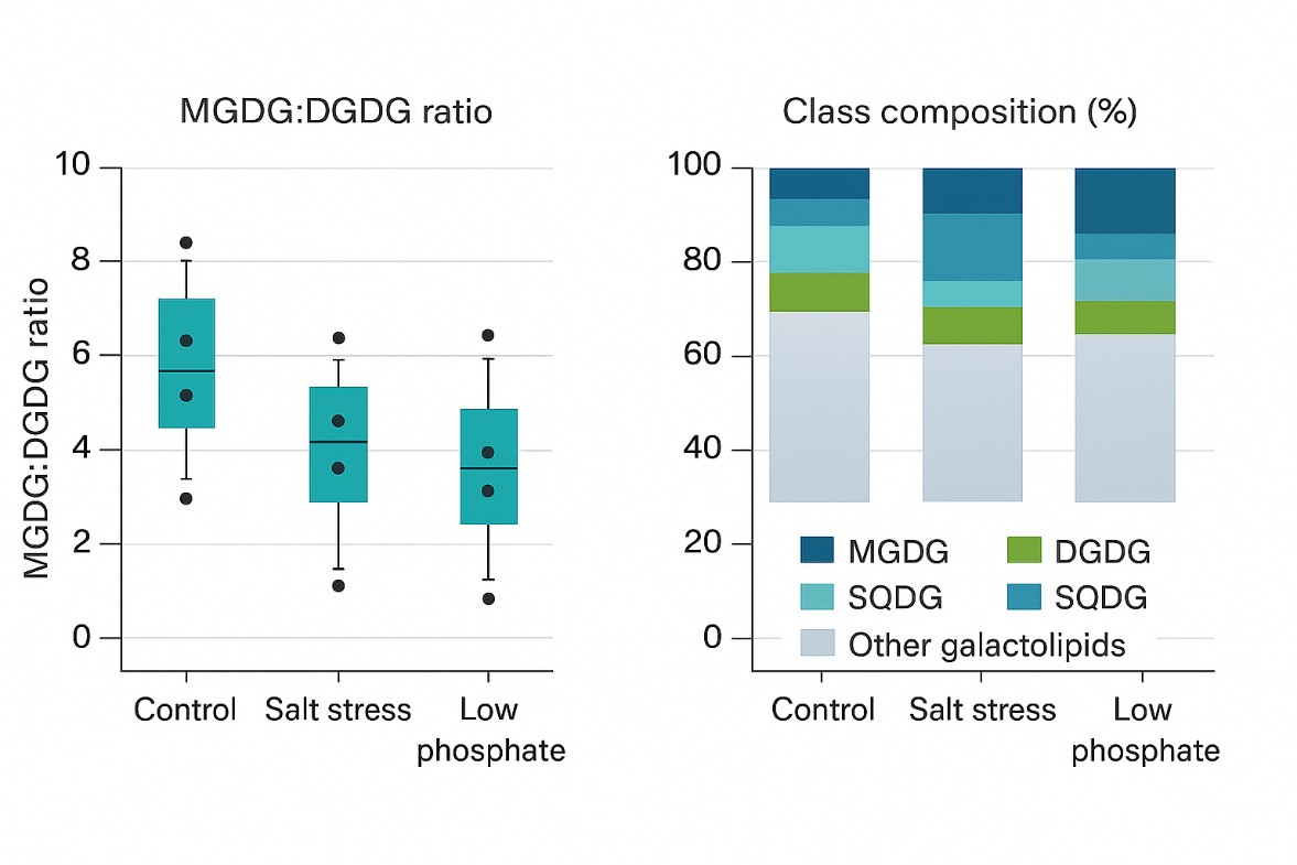 Bar plots of MGDG:DGDG ratios and stacked class composition for plastid galactolipids.