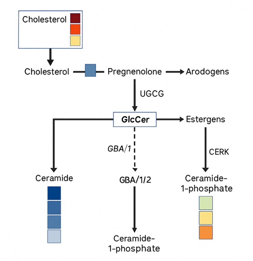 GlcCer metabolic pathway diagram with color-coded heatmaps showing relative abundance of connected lipid intermediates.