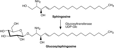 Glucosylsphingosine Analysis Service