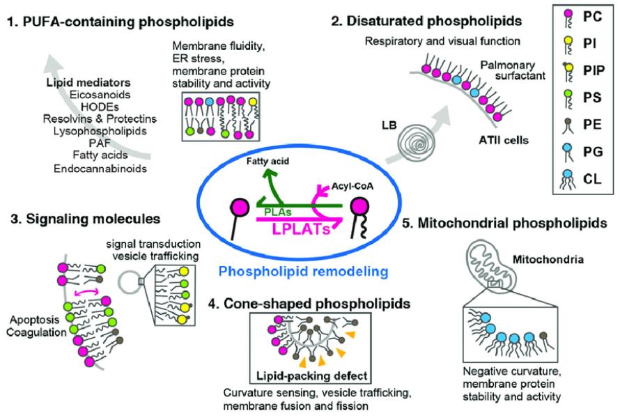 Cellular functions of glycerophospholipid remodeling and diversity