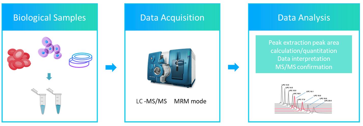 The workflow of glycosphingolipids analysis service.