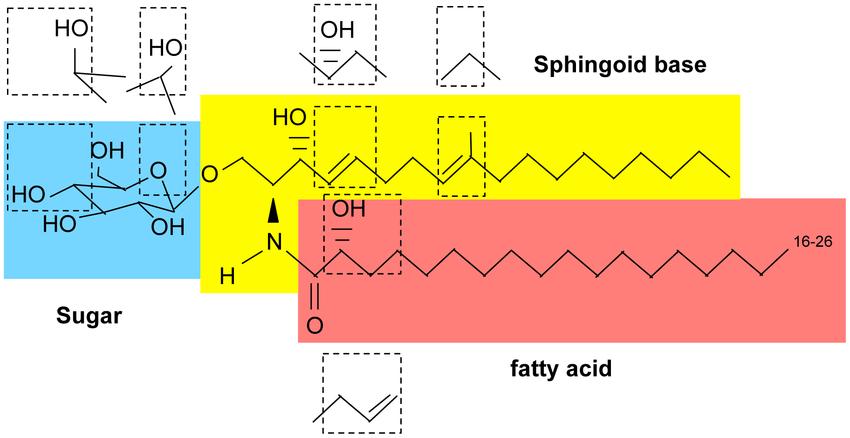 Glycosphingolipids: Structure, Metabolism, Functions, Analytical Methods and Biological Significance