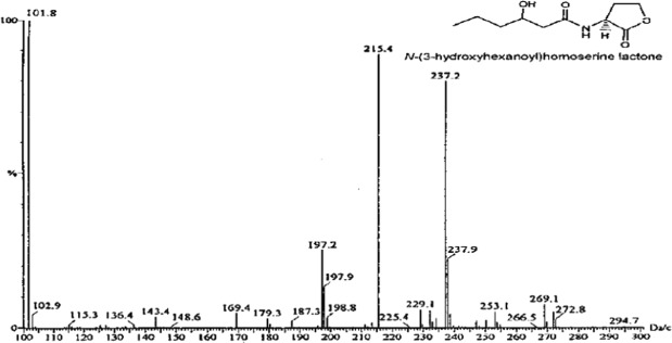 Gas chromatography-mass spectrometry (GC-MS) chromatogram displaying various peaks, indicating the presence of different AHL molecules isolated from Vibrio harveyi strains.