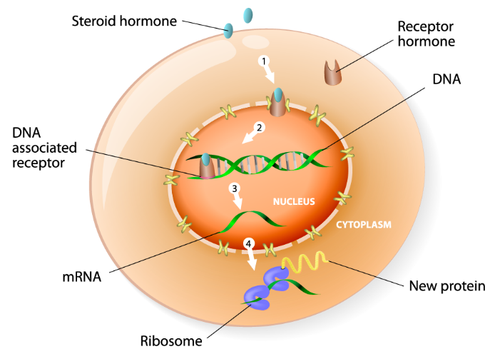 How to Detect Steroid Hormones?