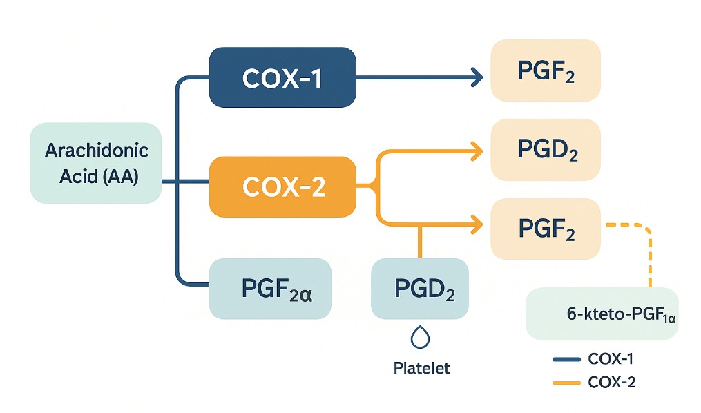 COX-1/COX-2 pathway map linking arachidonic acid to key prostaglandins (PGE₂, PGD₂, PGI₂, PGF₂α, TXB₂) with typical biological roles.